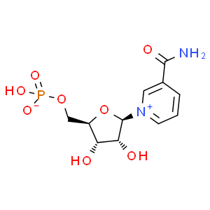 β-煙酰胺單核苷酸；NMN